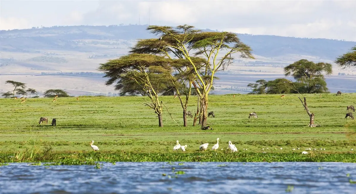 Lake Nakuru Flamingos & Rhinos