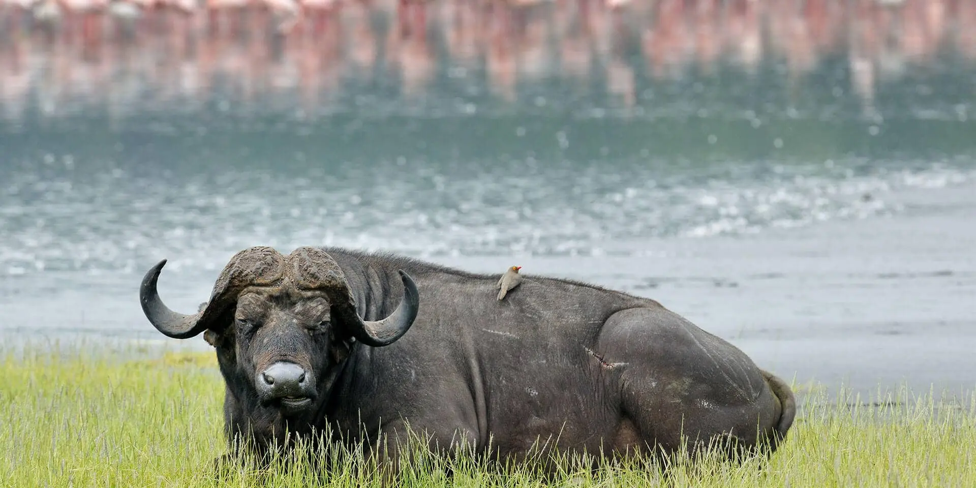Lake Nakuru- Beyond The Flamingos "Budget" Safari