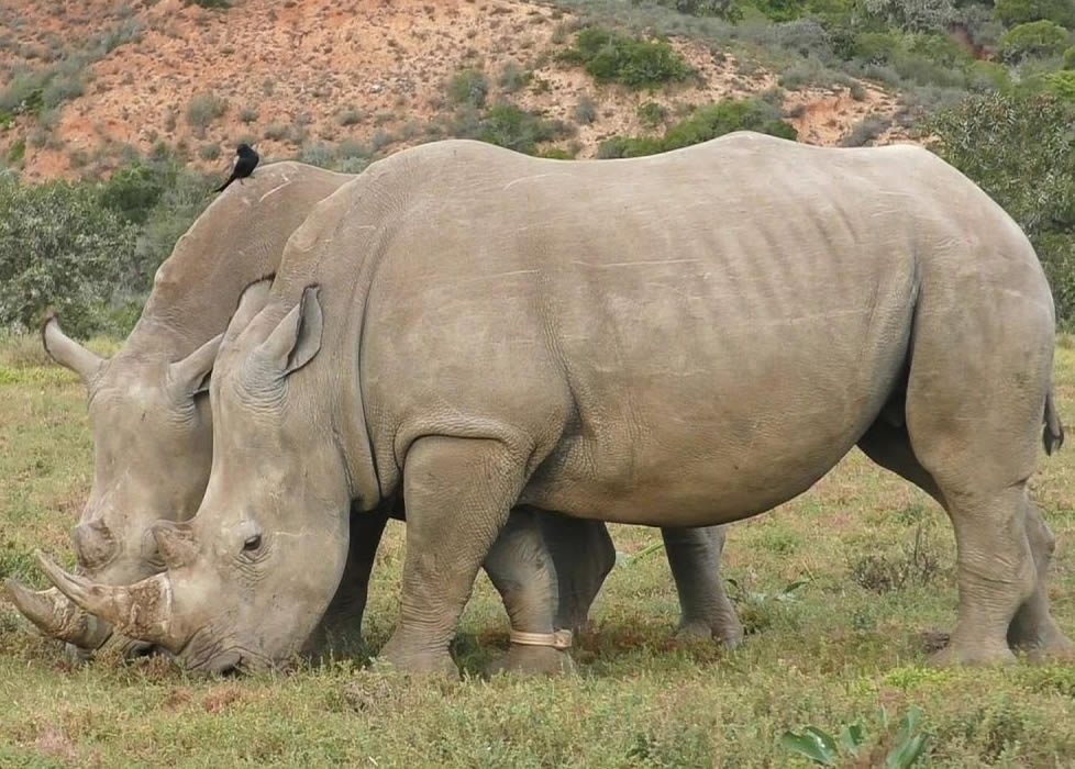 Tsavo East & West - "Mid- Range" Safari