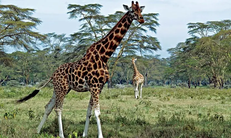 Day Tour Lakes Nakuru & Naivasha National Park