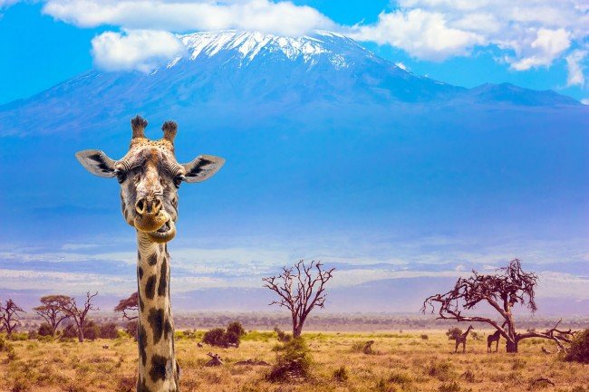 Amboseli - Shadow of Kilimanjaro "Budget" Safari