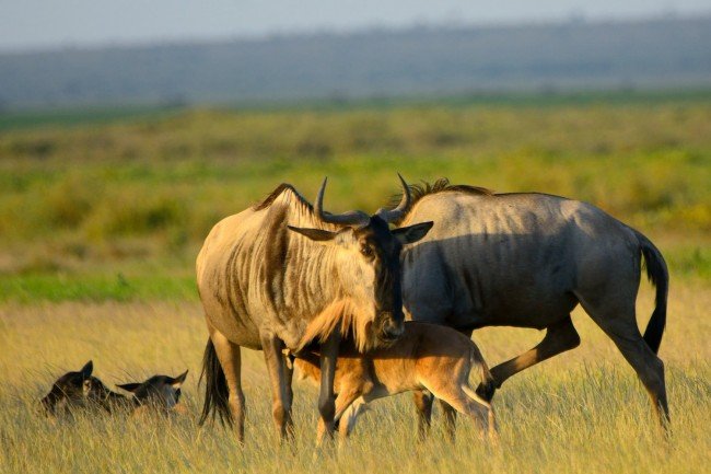 Masai Mara, Lake Nakuru & Lake Naivasha Safari