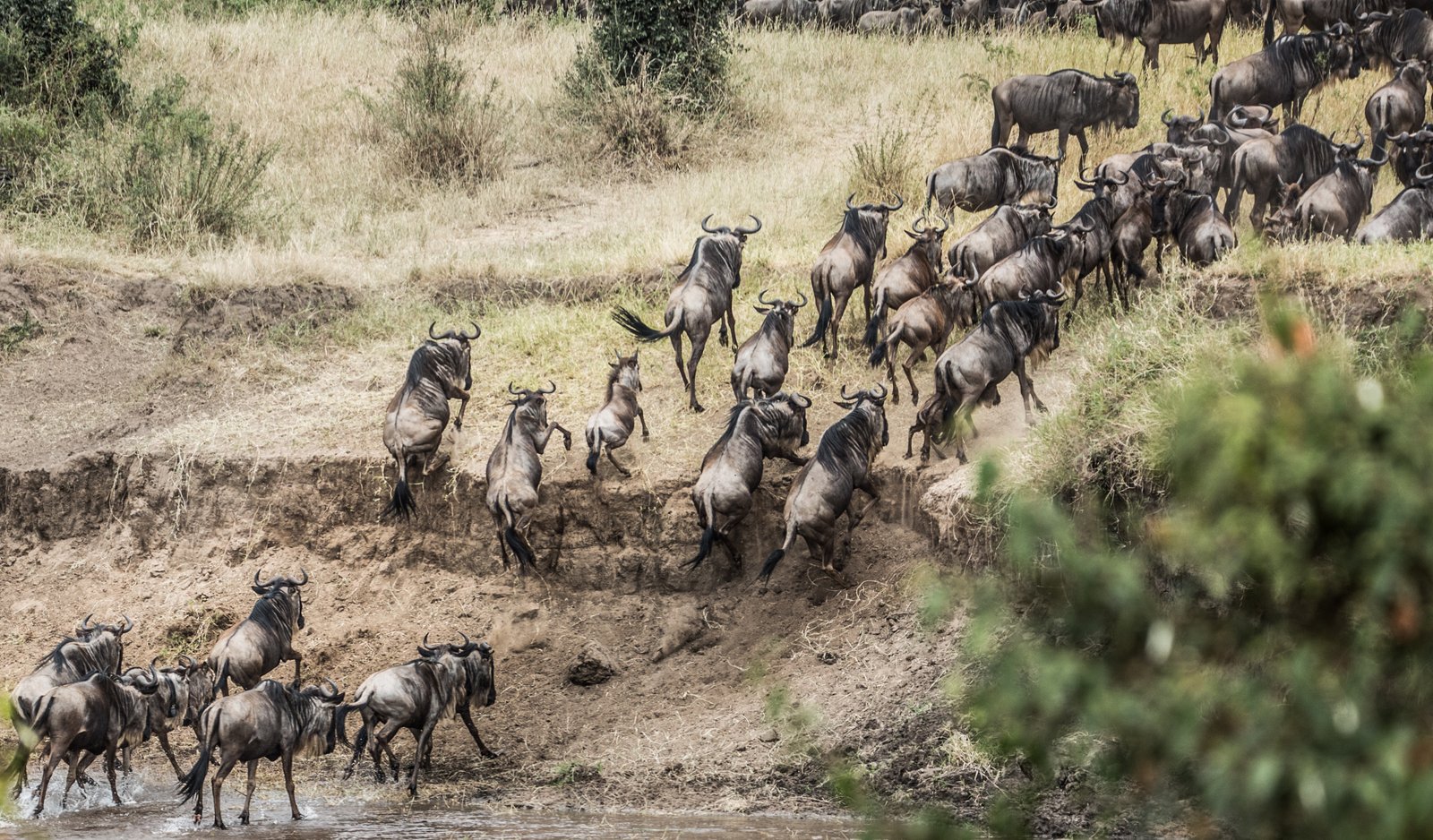 Maasai Mara Classic Safari " Luxury"