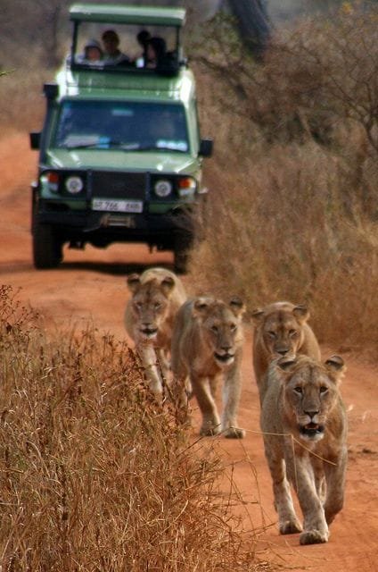 Tanzania Northern Circuit Classic Safari